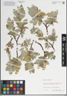 Foto von Salix lanata L.